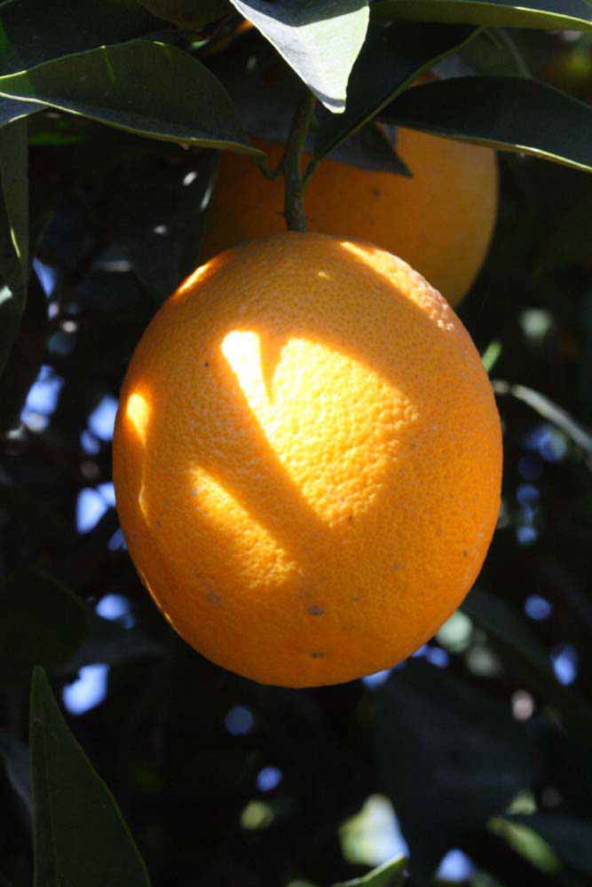            Fruit (Riverside, CA)   